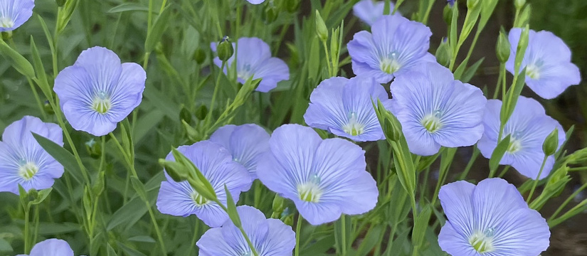 s__40411161.jpg