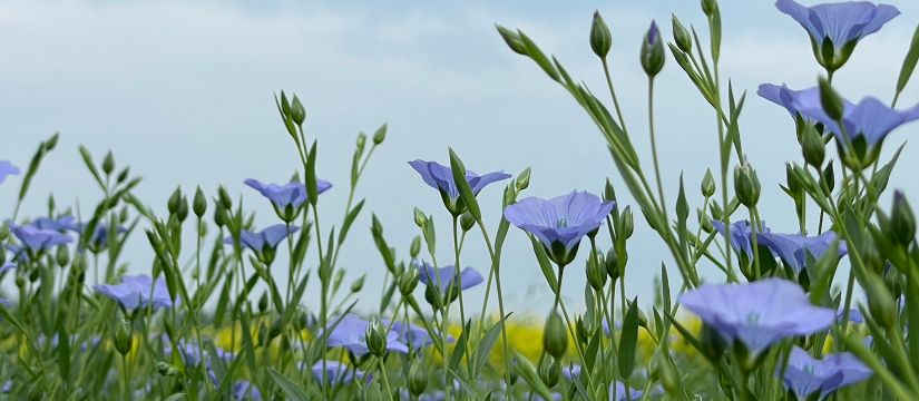 s__40411157.jpg